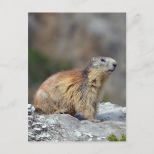 Cartão Postal Marmota alpina na rocha