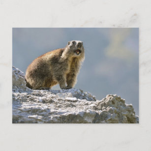 Cartão Postal Marmota alpina na rocha