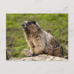 Cartão Postal Marmota das Montanhas Rochosas 