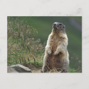 Cartão Postal Marmota marmota