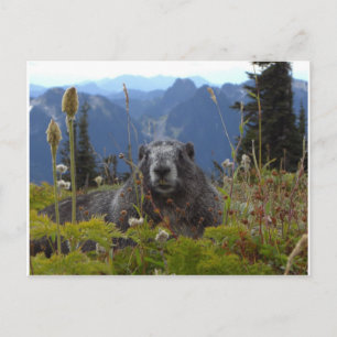 Cartão Postal marmota no paraíso