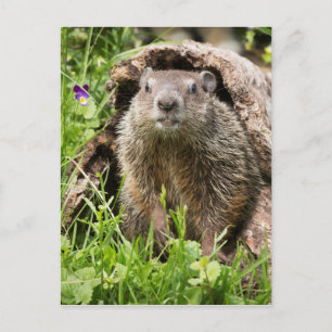 Cartão Postal Marmota numa Tora Oca