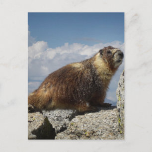 Cartão Postal Marmote Amarelo-Marmorta em Yosemite