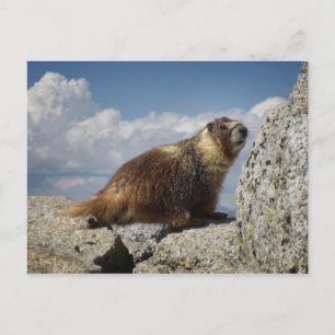 Cartão Postal Marmote Amarelo-Marmorta em Yosemite