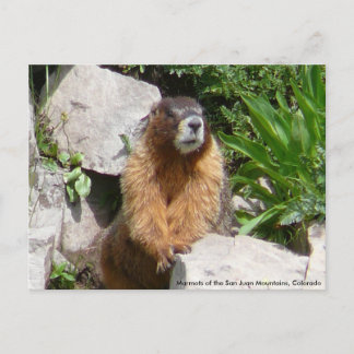 Cartão Postal Marmotes das Montanhas San Juan, Co...