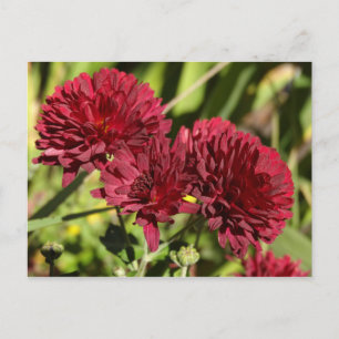 Cartão Postal Maroon Chrysanthemums