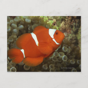 Cartão Postal Maroon Cownfish com anêmona-do-mar