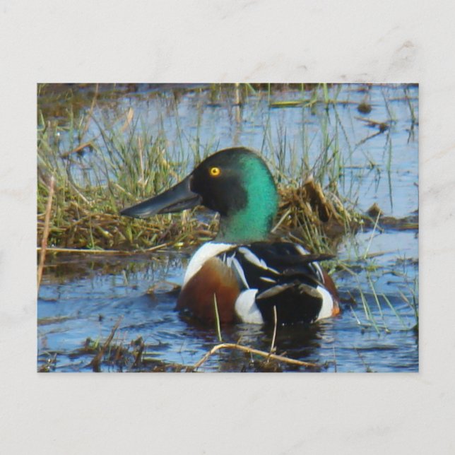 Cartão Postal Marreco-colhereiro-macho B25 (Frente)