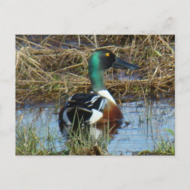 Cartão Postal Marreco-colhereiro-macho B26