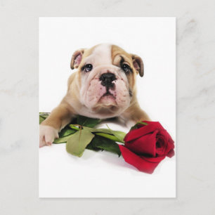 Cartão Postal Marrom e Buldogue Branco Adoráveis com Flor Verme