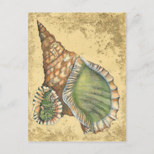 Cartão Postal Marrom e Seashell Verde