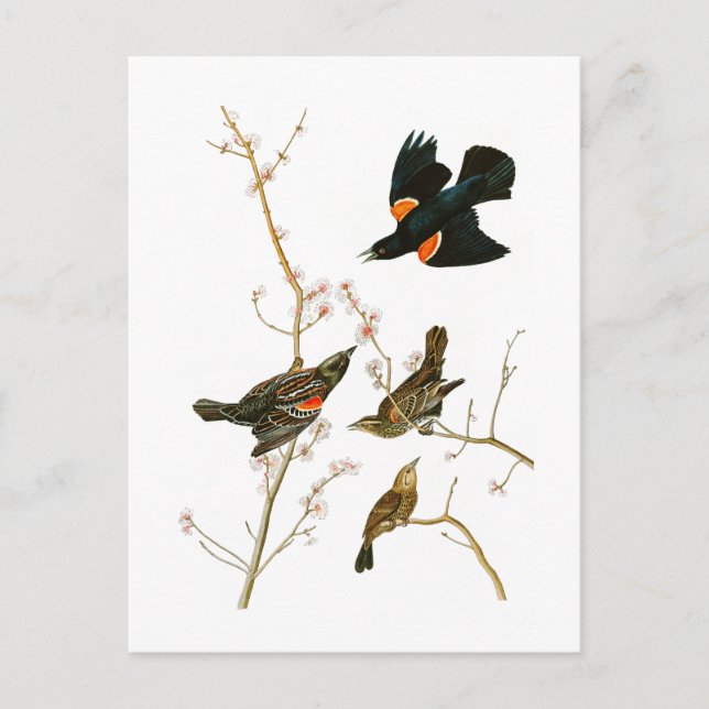 Cartão Postal Marsh Blackbird John Audubon Birds da América (Frente)