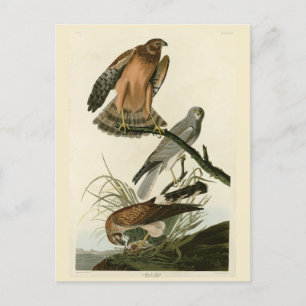 Cartão Postal Marsh Hawk das Aves da América de Audubon