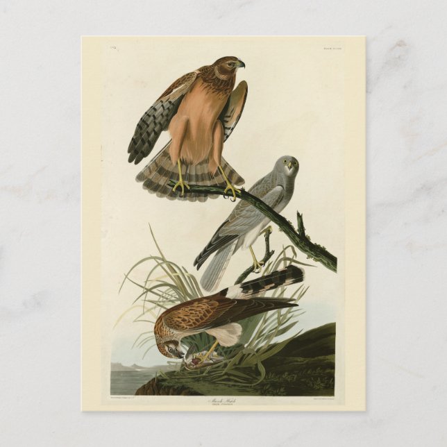 Cartão Postal Marsh Hawk das Aves da América de Audubon (Frente)