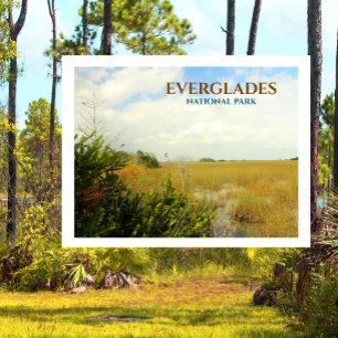 Cartão Postal Marsh no Parque Nacional Everglades, Flórida