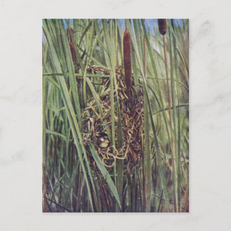 Cartão Postal Marsh Wren Nest in Cattails