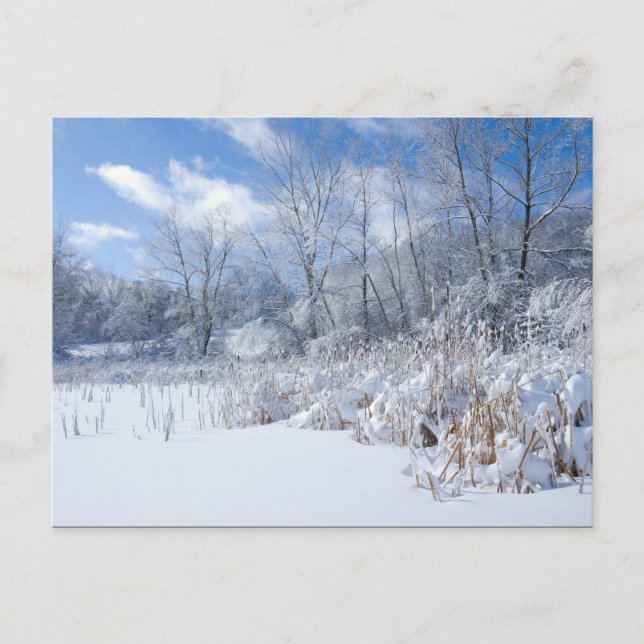 Cartão Postal Marthaler Park Frozen Pond and Trees (Frente)