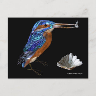 CARTÃO POSTAL MARTIM-PESCADOR