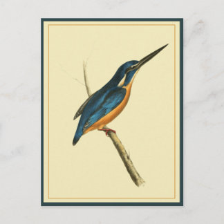 Cartão Postal Martim-pescador-azul