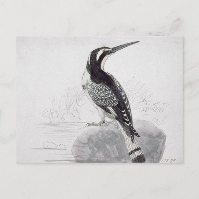 Cartão Postal Martinho pescatore preto e branco (Frente)