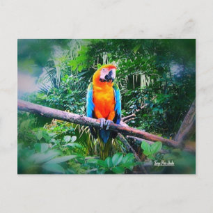 Cartão Postal Martinique Macaw