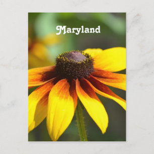 Cartão Postal Maryland Black Eyed Susan