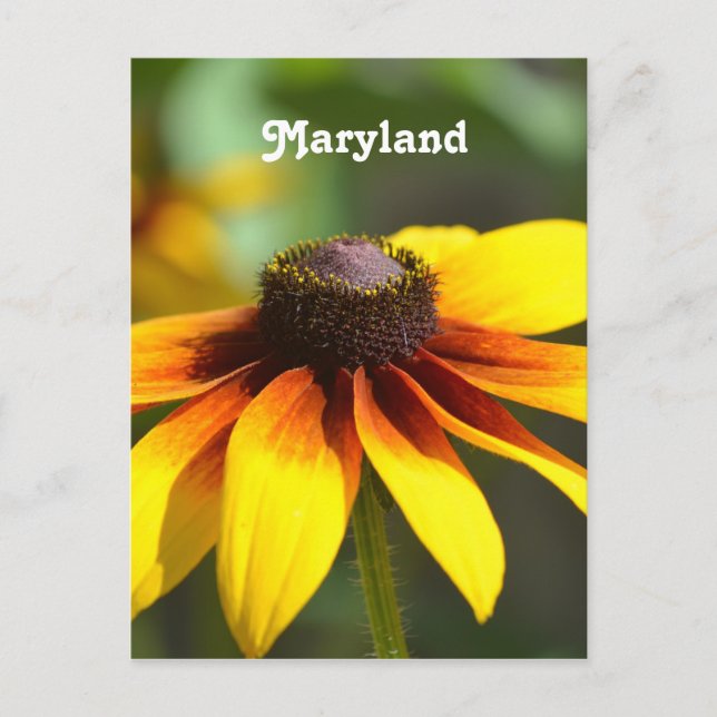Cartão Postal Maryland Black Eyed Susan (Frente)