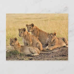 Cartão Postal Masai Mara National Reserve, Quênia, julho de 200