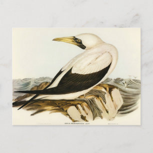 Cartão Postal Mascarado Gannet por Elizabeth Gould