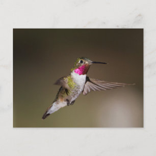 Cartão Postal Masculino - Broad - beija-flor-cauda