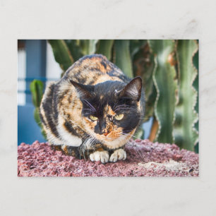 Cartão Postal Maspalomas Cat