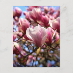 Cartão Postal Massa da Magolia