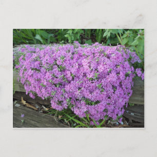 Cartão Postal Massa Violeta De Flores
