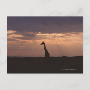 Cartão Postal Massai Giraffe