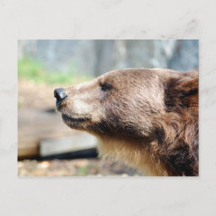 Cartão Postal Master Bruin