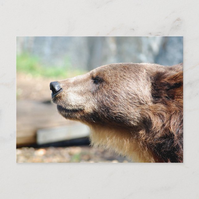 Cartão Postal Master Bruin (Frente)