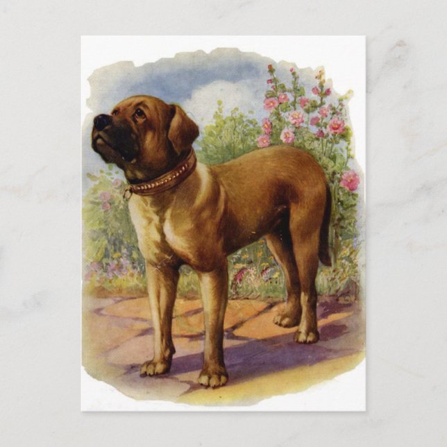 Cartão Postal Mastiff (Frente)