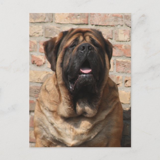 Cartão Postal Mastiff Vatertag englische Dogge, (Frente)