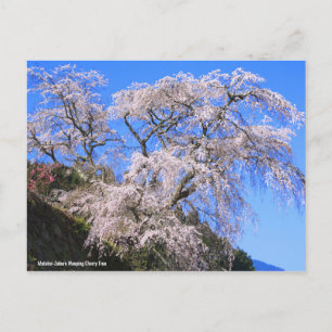 Cartão Postal Matabei-Zakura, Chorando Árvore Cerejeira [Cartã