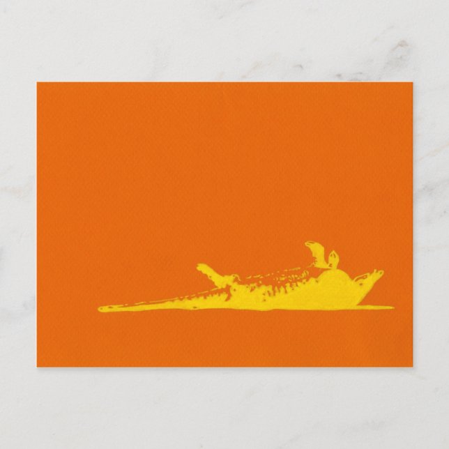 CARTÃO POSTAL MATAR ROAD ARMADILLO (Frente)