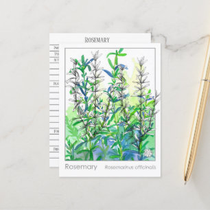 Cartão Postal Materia Medica Rosemary Plant Herbal Study Card