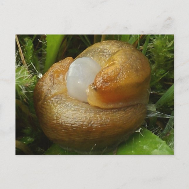 Cartão Postal Mating Slugs (Frente)