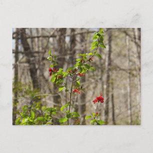 Cartão Postal Mato de Azaléia Selvagem nas Montanhas Smoky