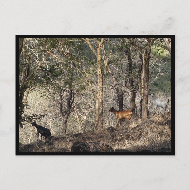 Cartão Postal Maurício / Maurice (Frente)