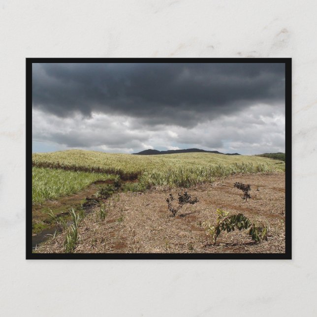 Cartão Postal Maurício / Maurice (Frente)