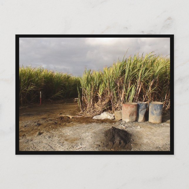 Cartão Postal Maurício / Maurice (Frente)