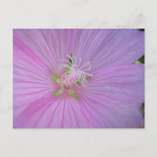 Cartão Postal Mauve musquée (2) (Frente)