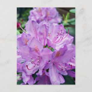 Cartão Postal Mauve Rhododendron