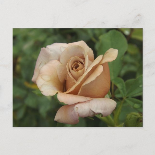 Cartão Postal Mauve Rose Postcard (Frente)