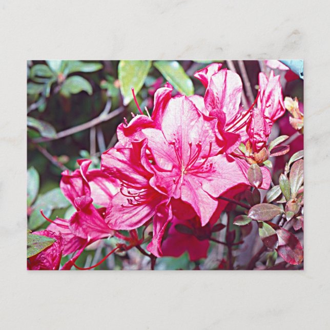 Cartão Postal Máximo de Rhododendron da Virgínia Ocidental (Frente)